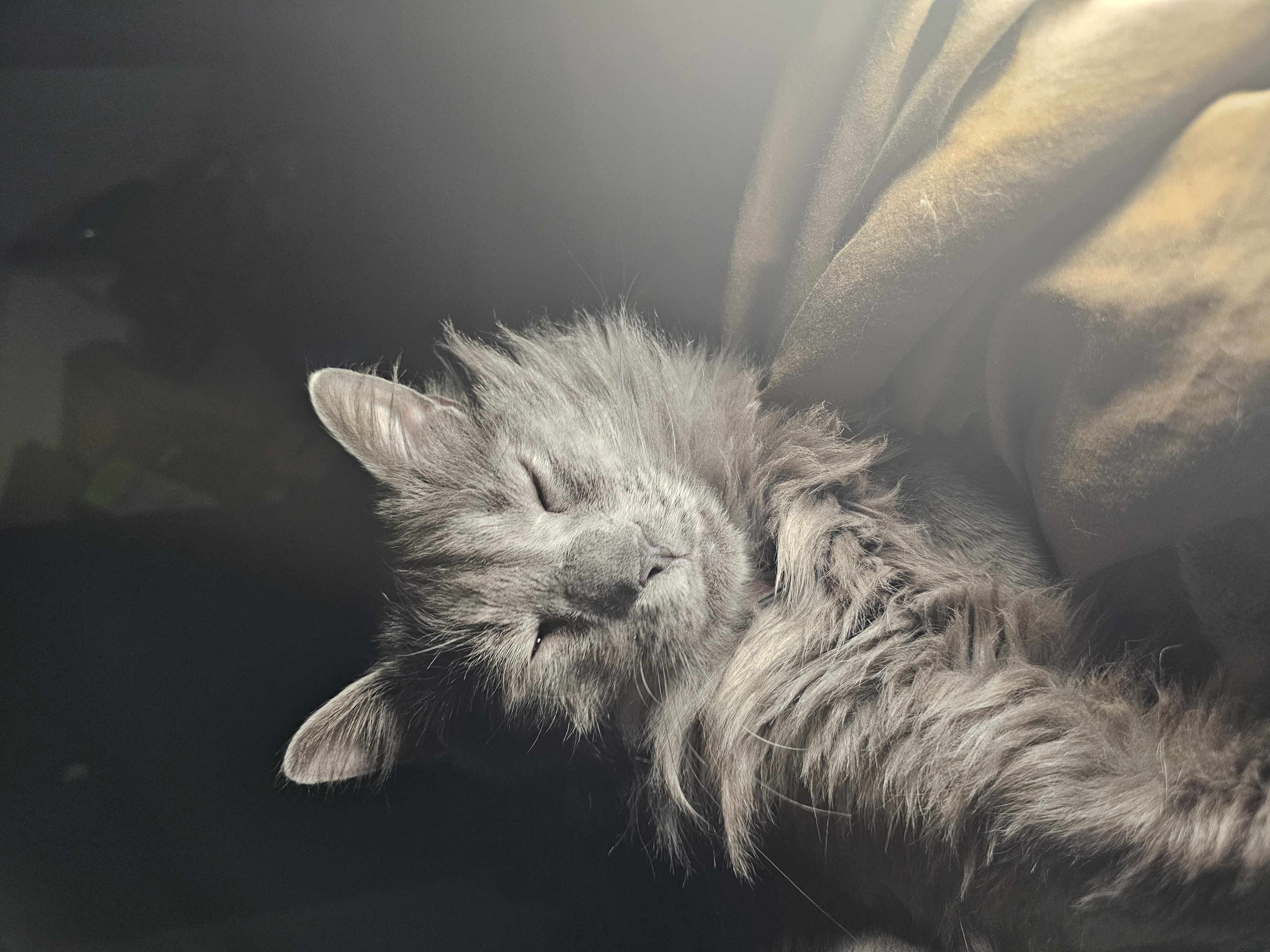 Arlo
